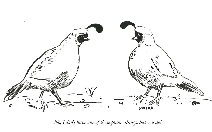 comic with two quail