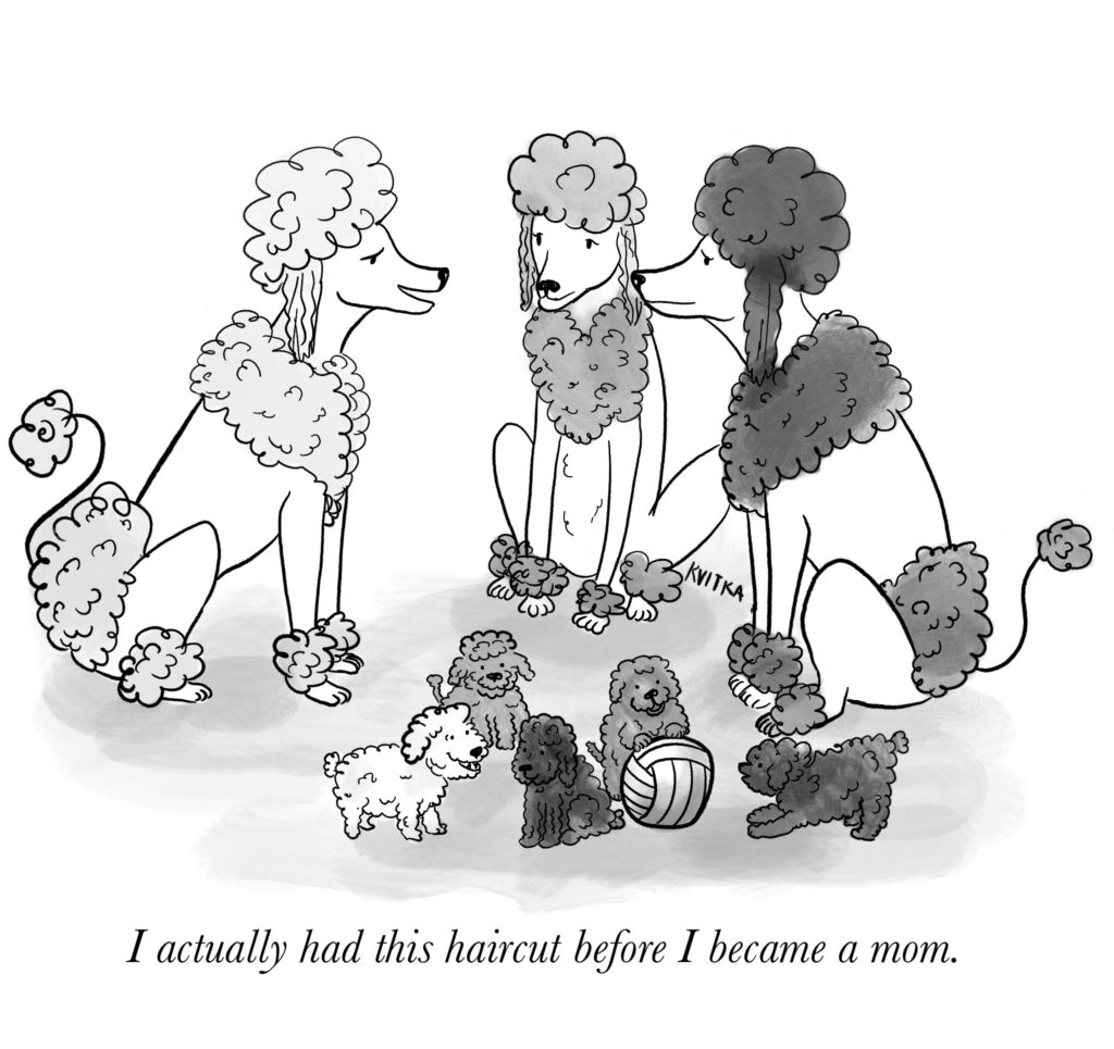Three adult poodles with classic "lion" cuts talk while their puppies play nearby.
