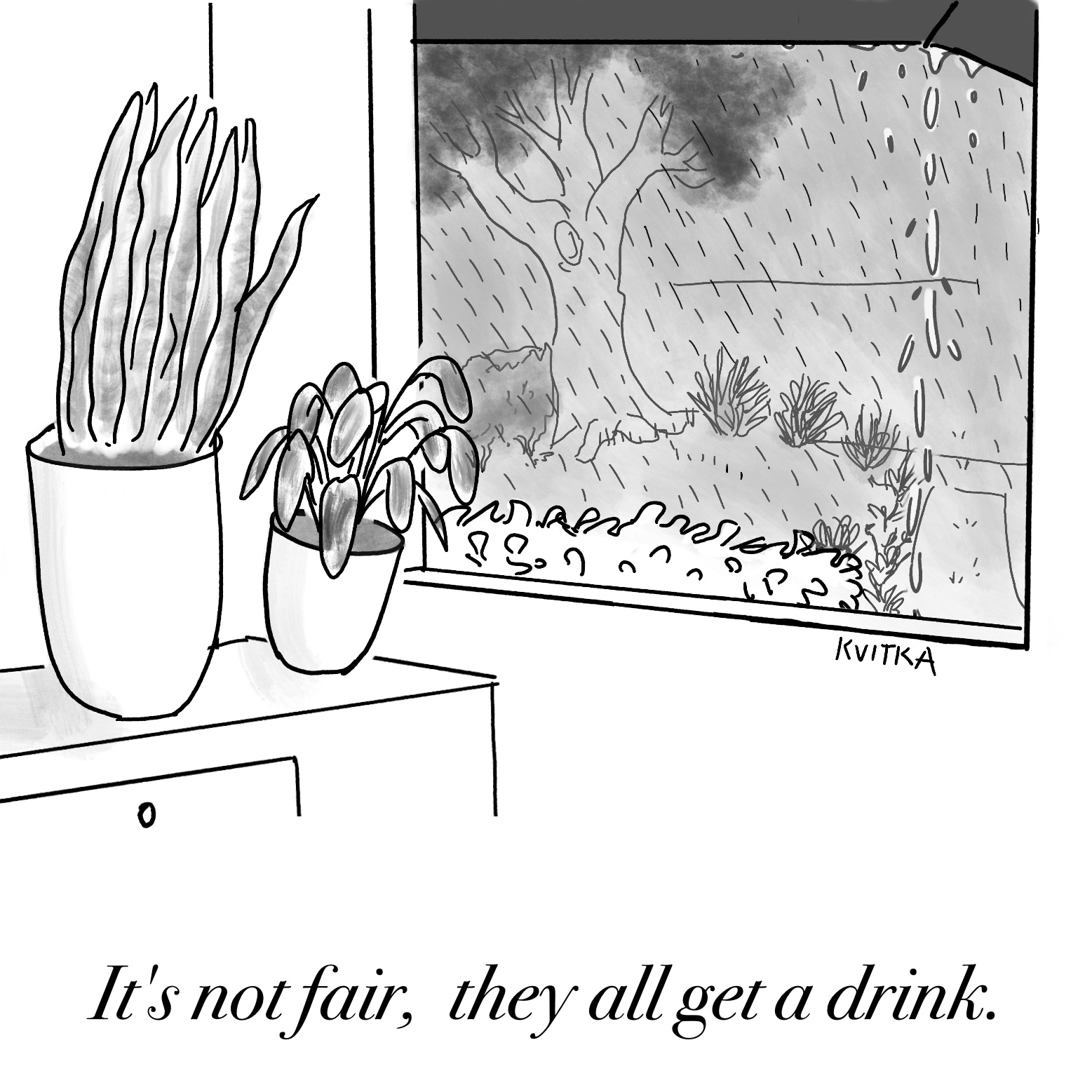 Black and white cartoon of two houseplants looking out the window at the rain. One house plant says to the other "it's not fair, they all get a drink."